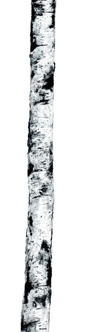 FSZ Dekor1 weiss 300/100/0,35 Auslaufa